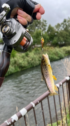 ブラウントラウトの釣果