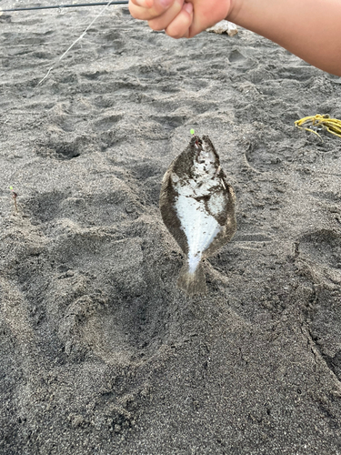 ソゲの釣果