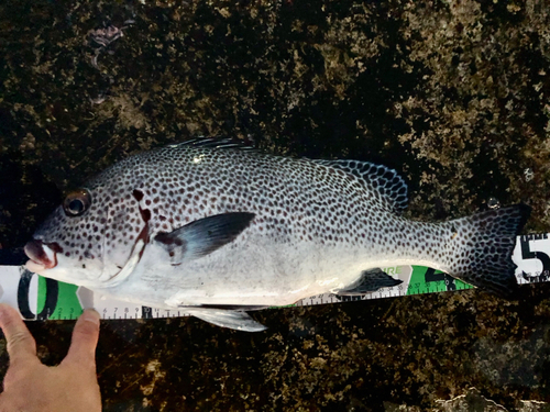 アジアコショウダイの釣果