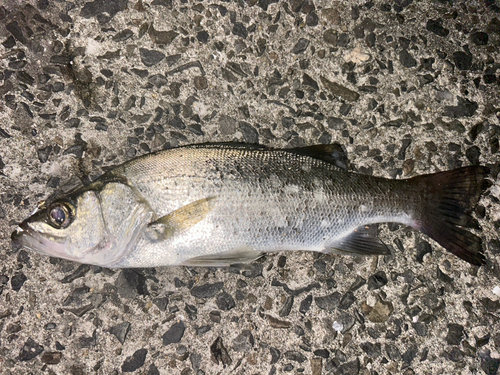 セイゴ（マルスズキ）の釣果