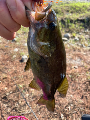 スモールマウスバスの釣果