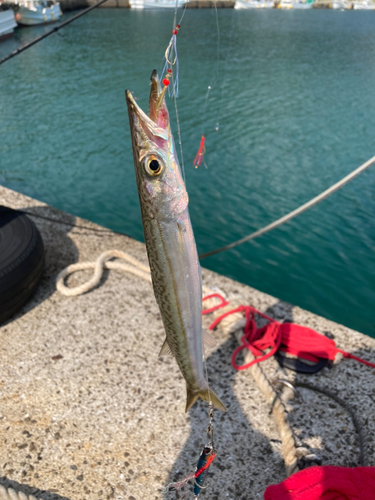 カマスの釣果