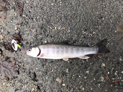 イワナの釣果