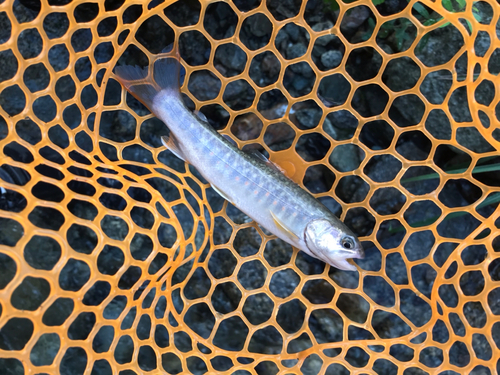 イワナの釣果