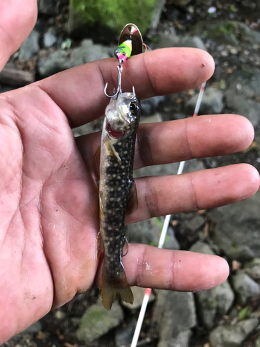 イワナの釣果