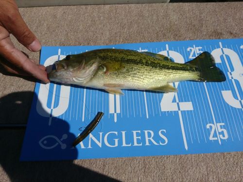 ブラックバスの釣果