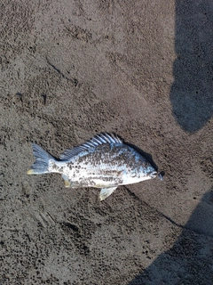 キビレの釣果