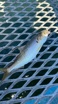 コノシロの釣果