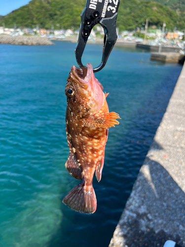 カサゴの釣果