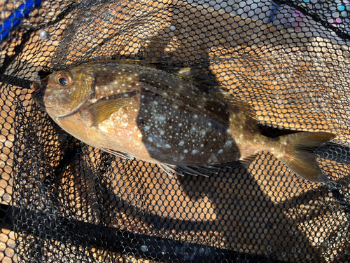 アイゴの釣果