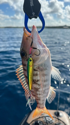 アミフエフキの釣果