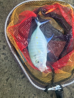 ナンヨウカイワリの釣果