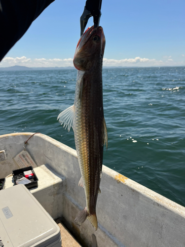 エソの釣果