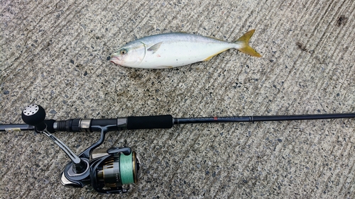 ワカシの釣果