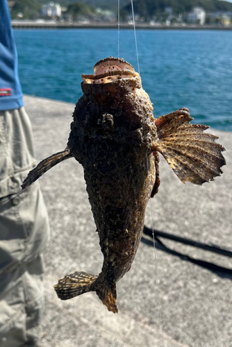 オニオコゼの釣果