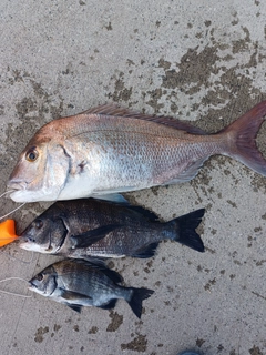 マダイの釣果