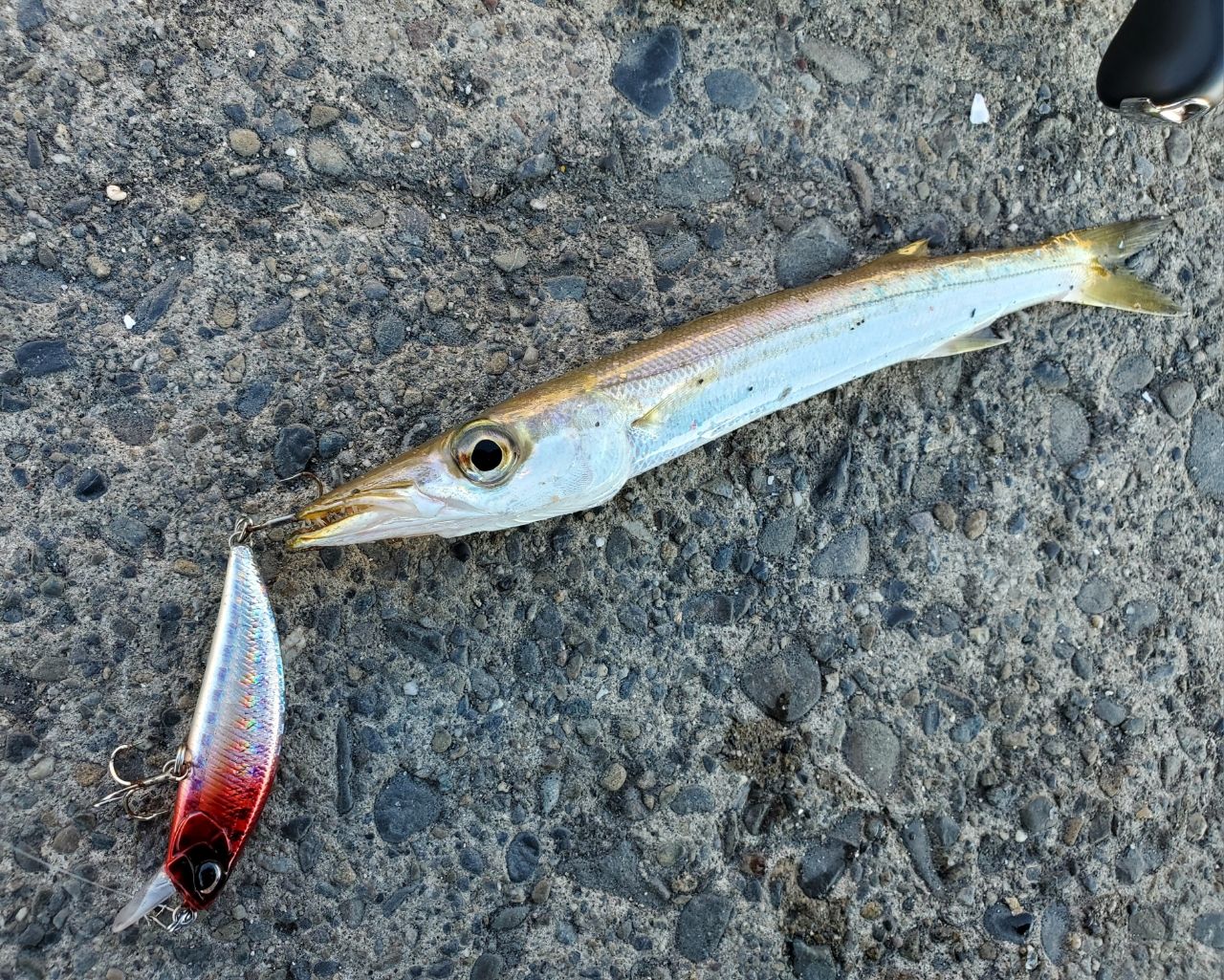 カマス