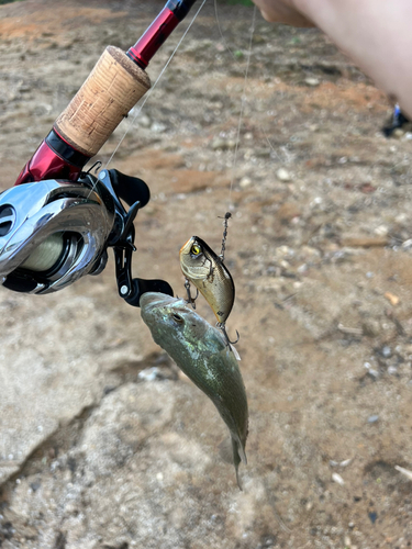 ブラックバスの釣果