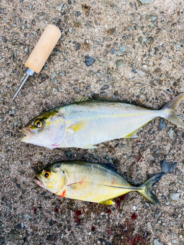 ショゴの釣果