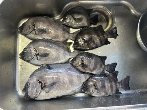 イシダイの釣果