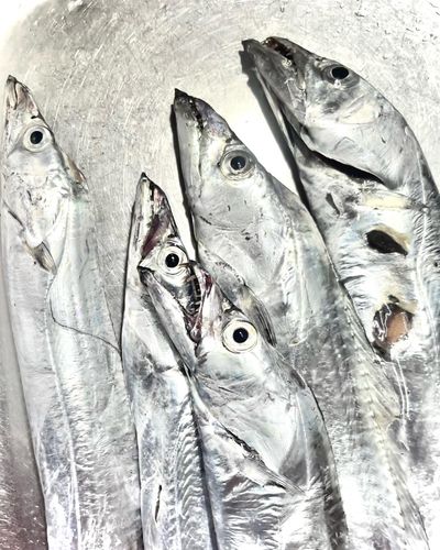 タチウオの釣果
