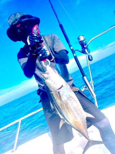 コシナガマグロの釣果