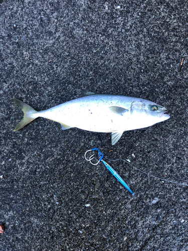 ワカシの釣果