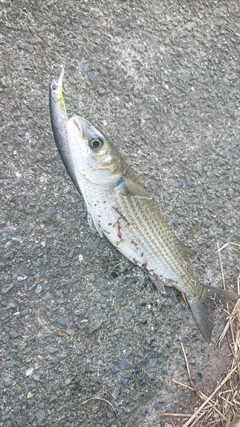 ボラの釣果