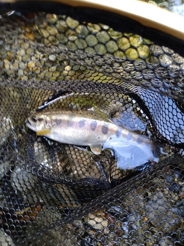 アマゴの釣果