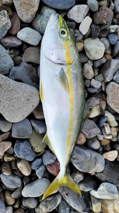 ツバイソの釣果