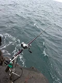 イシガキダイの釣果