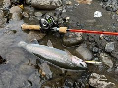 ニジマスの釣果