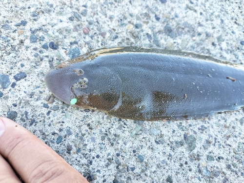 シタビラメの釣果