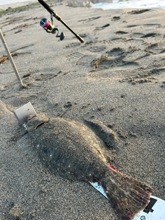 ヒラメの釣果