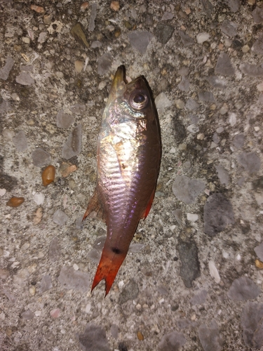 ネンブツダイの釣果