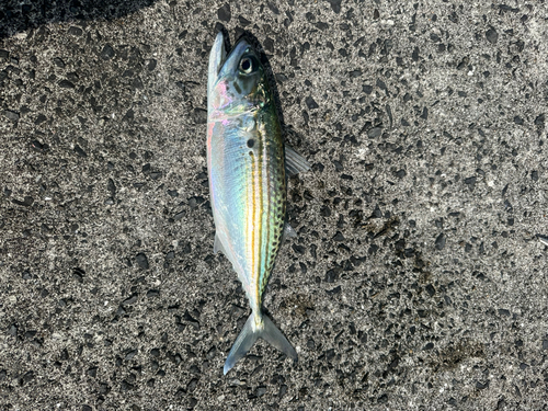 サバの釣果