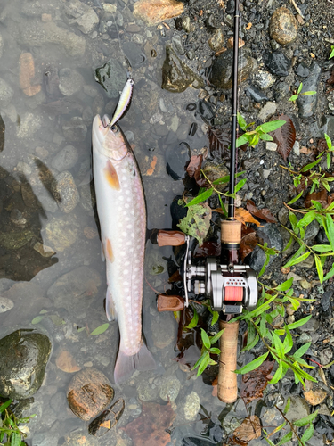 アメマスの釣果