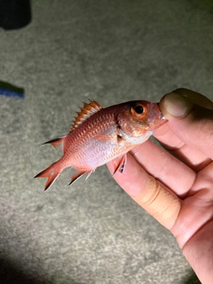アカマツカサの釣果