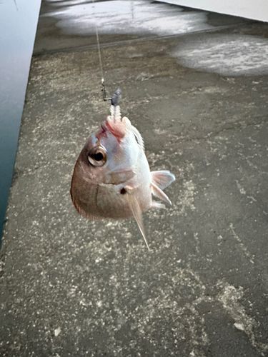 チャリコの釣果