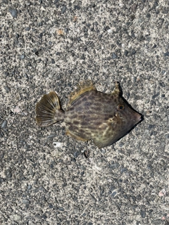 カワハギの釣果