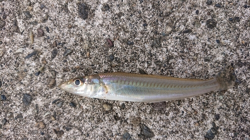 シロギスの釣果