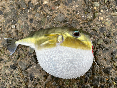 シロサバフグの釣果