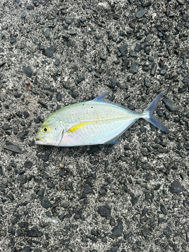 カイワリの釣果