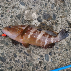 アコウの釣果