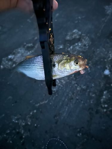 コノシロの釣果