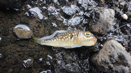 コモンフグの釣果