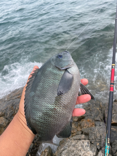 クチブトグレの釣果