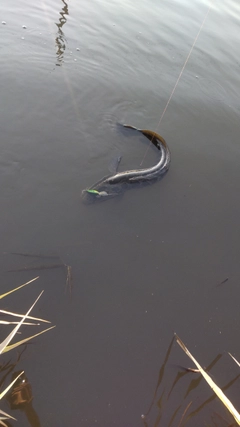 ライギョの釣果