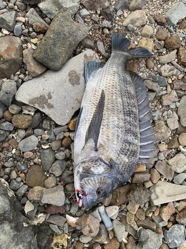 チヌの釣果