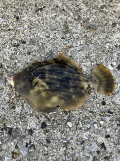 オヤビッチャの釣果